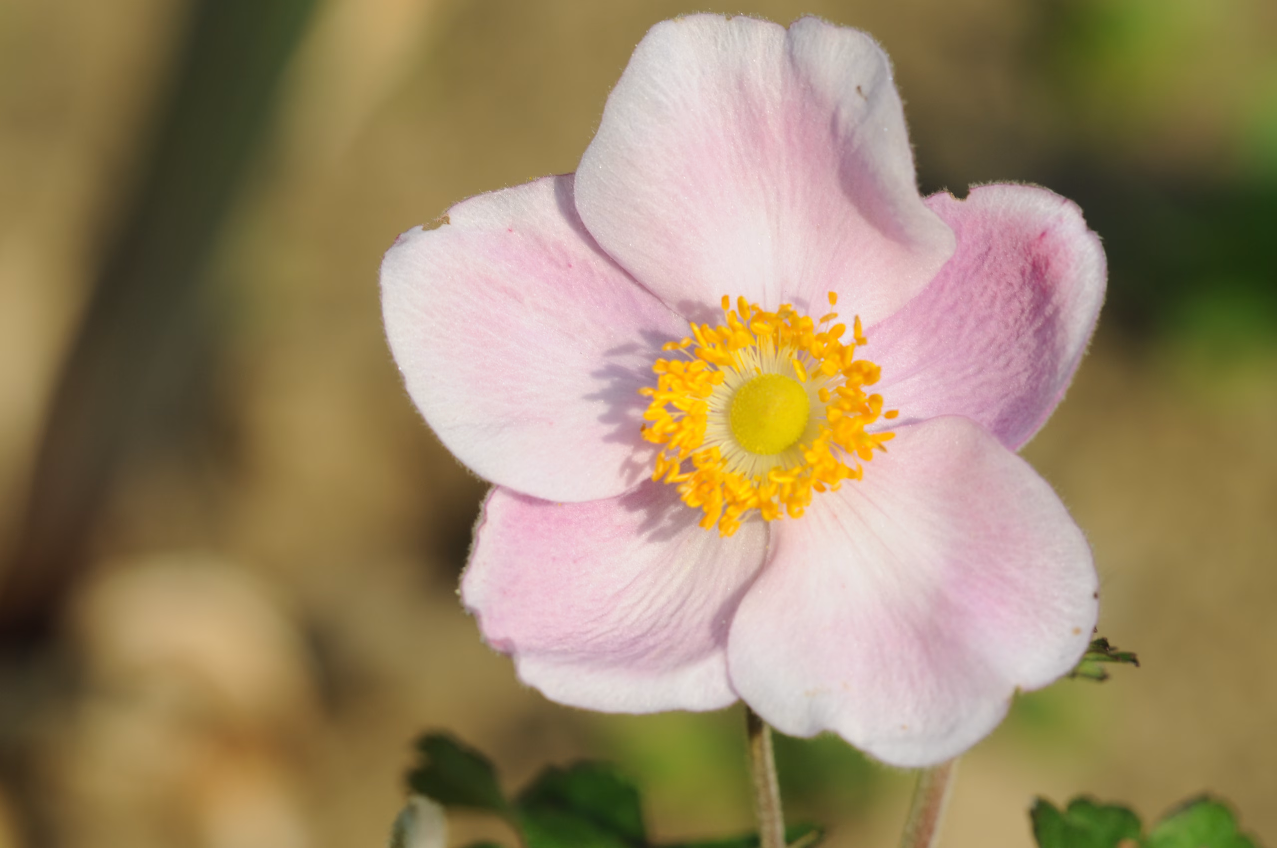 Rosa Anemonenblüte Gesundheitsprävention-Testimonial