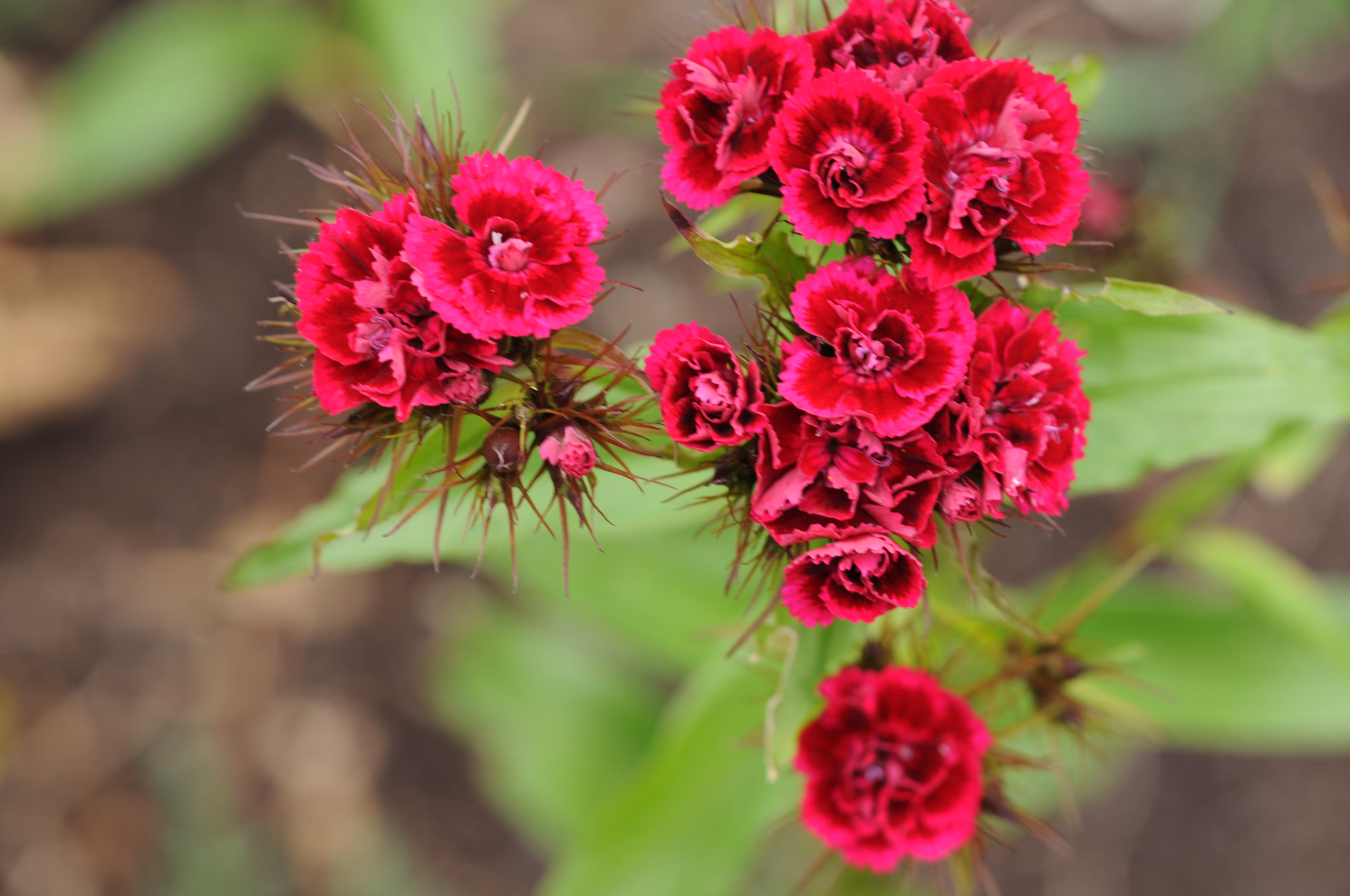 Rote Bartnelke