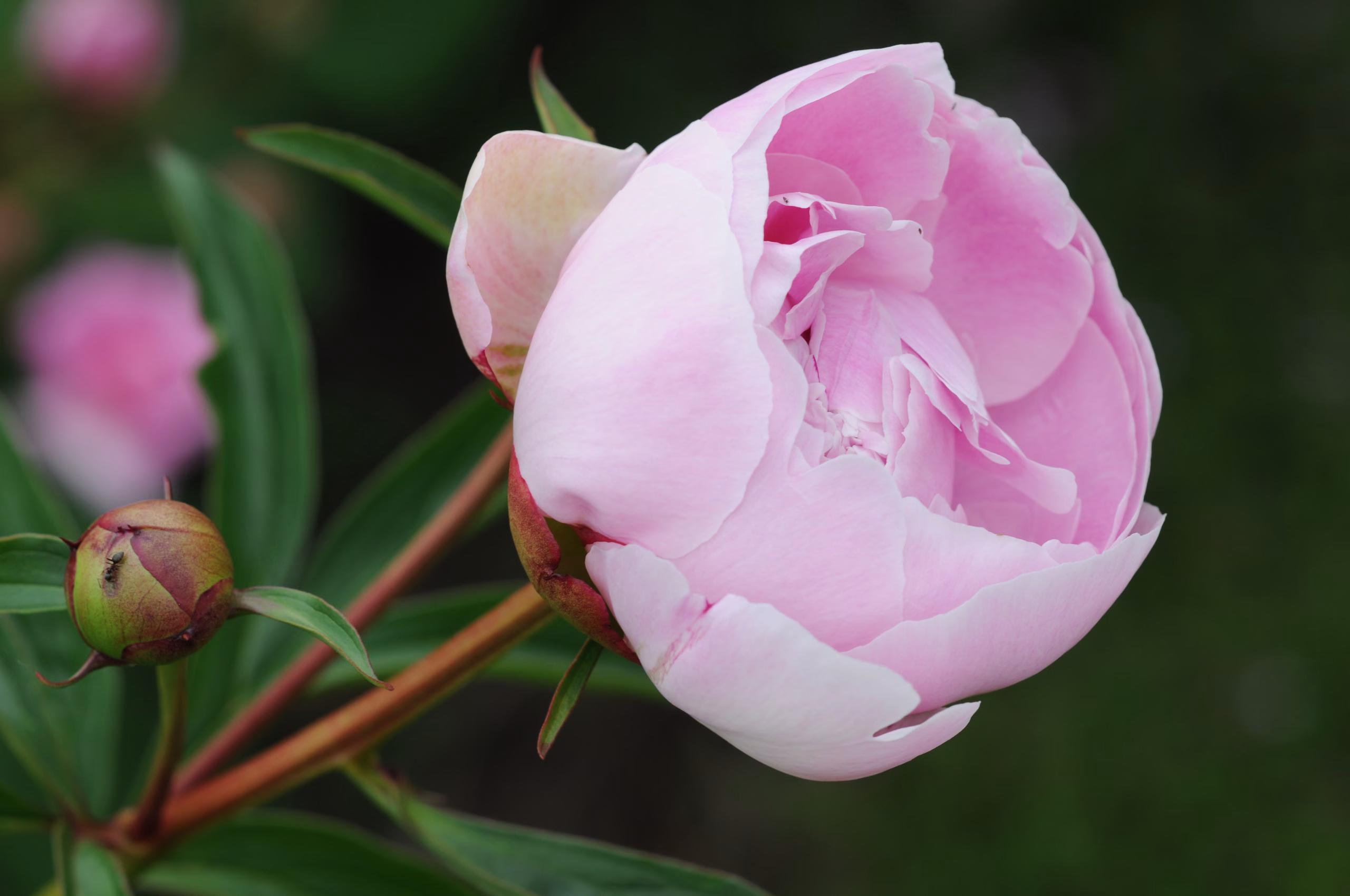 Rosa Pfingstrose