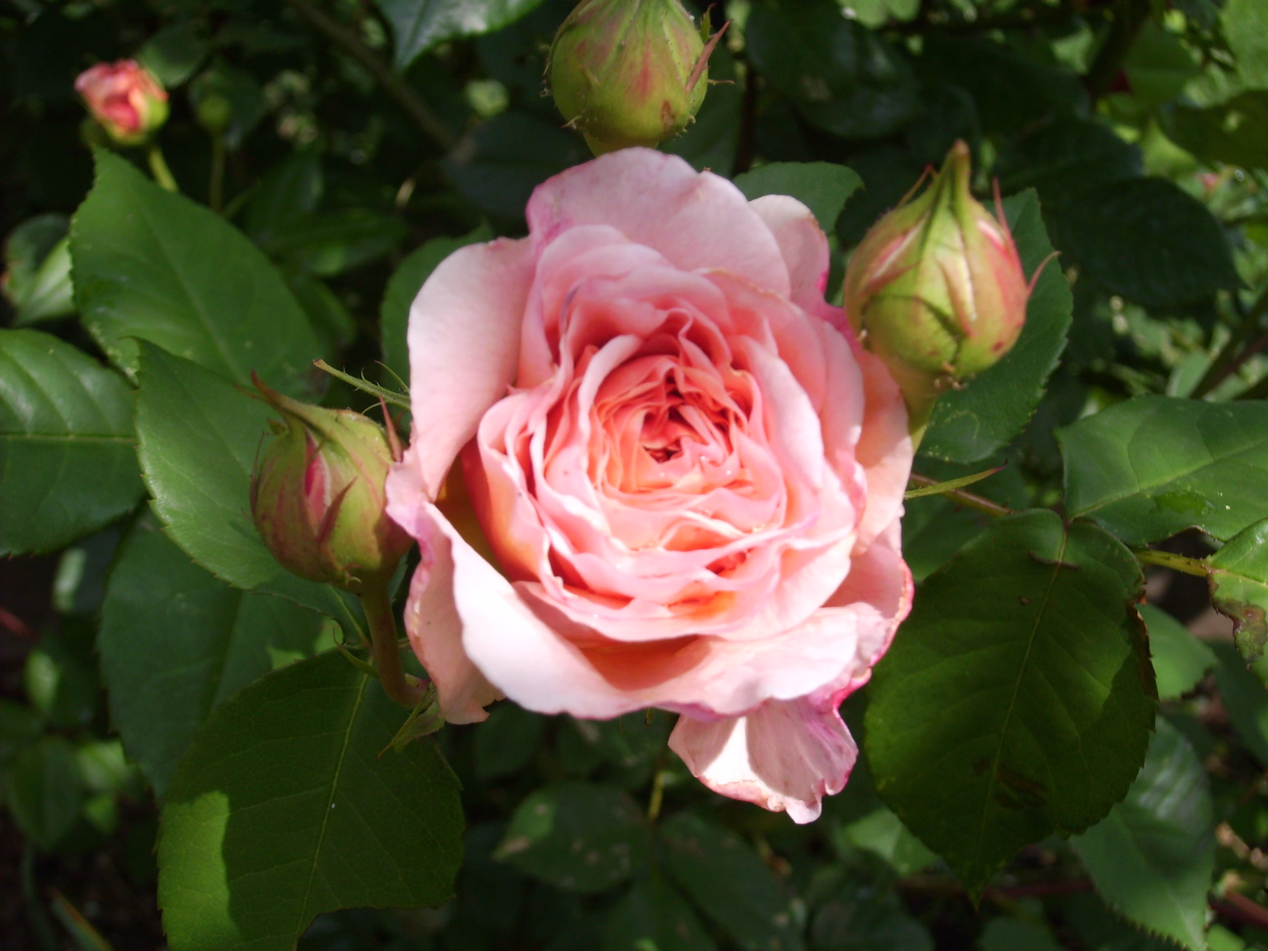 Altrosa Rosenblüte