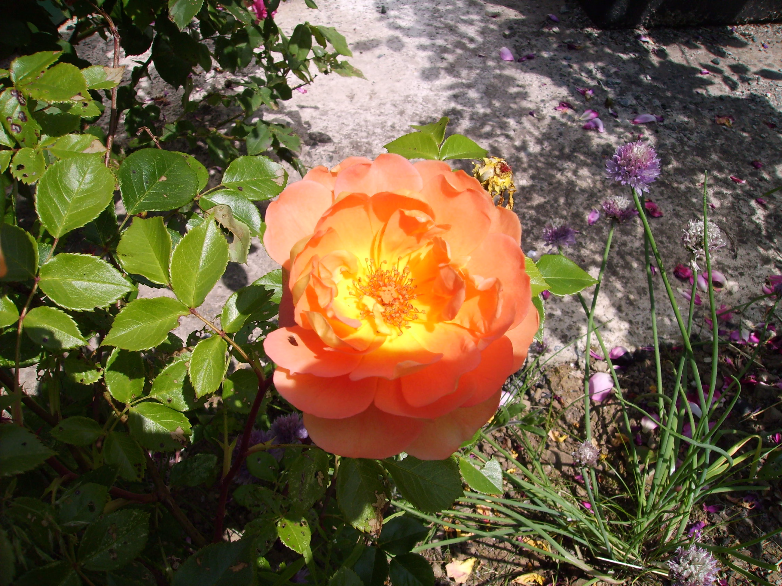 Orange-gelbe Rosenblüte